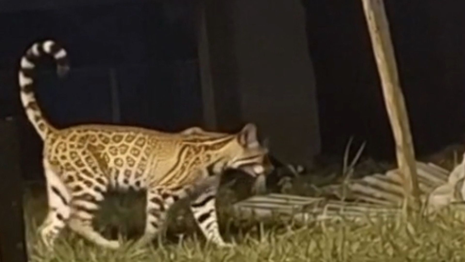 VÍDEO: jaguatirica é flagrada 'passeando' em praça do ES