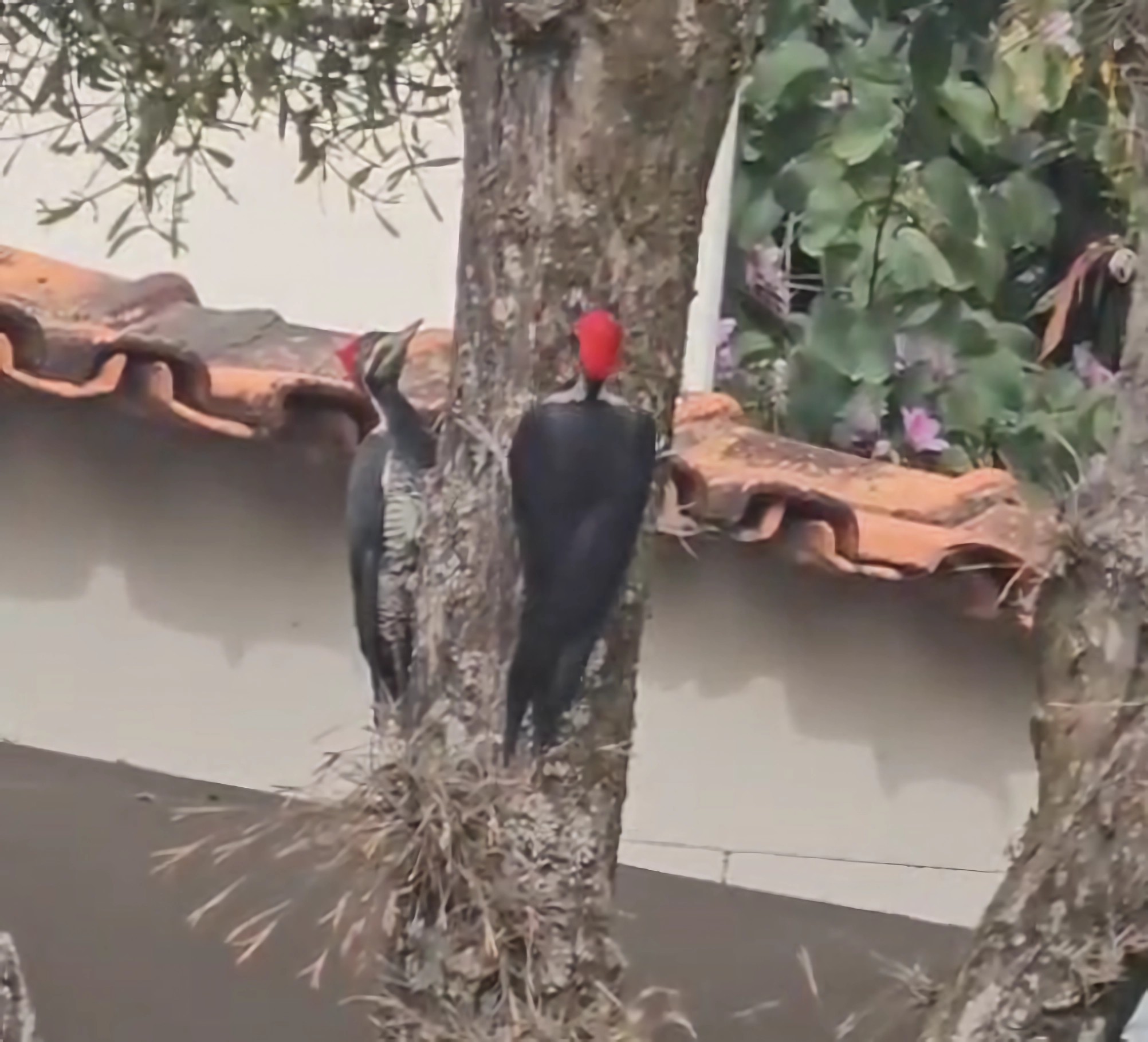 Fêmeas de pica-pau-de-banda-branca são flagradas 'brincando' em Sorocaba, SP; veja vídeo