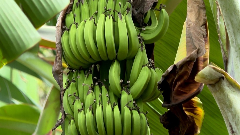 Espécie de banana Ambrosia, do tipo nanica, surgiu na Jamaica e promete alavancar a produção do Espírito Santo — Foto: Reprodução/TV Gazeta