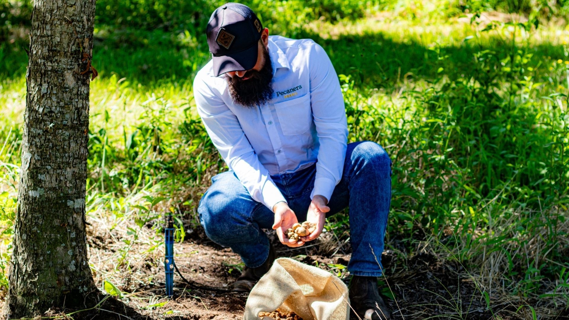 Trufas como a encontrada no RS  dependem de cães farejadores para serem achadas; saiba mais 