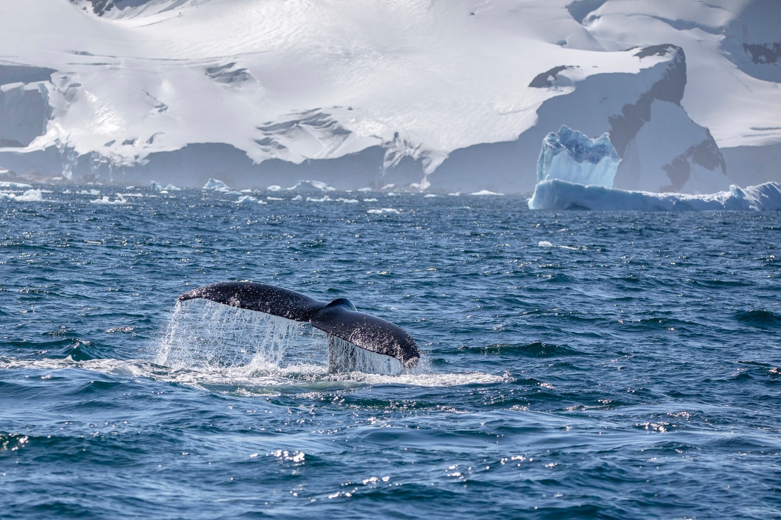 'Congelar o tempo': conheça o fotógrafo brasileiro que batizou baleia com nomes dos filhos na Antártica