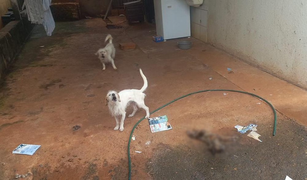 Falso protetor de animais é preso em MG após cachorro morto ser encontrado na casa do suspeito