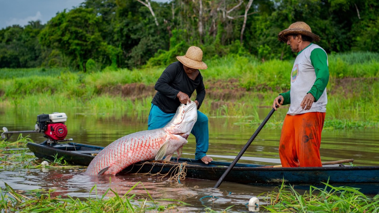 Como o tipo de água dos rios do Amazonas influencia os peixes que chegam à mesa