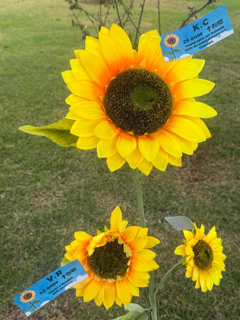 'Não viram o sol brilhar': girassóis são plantados em homenagem às vítimas de feminicídio em MS