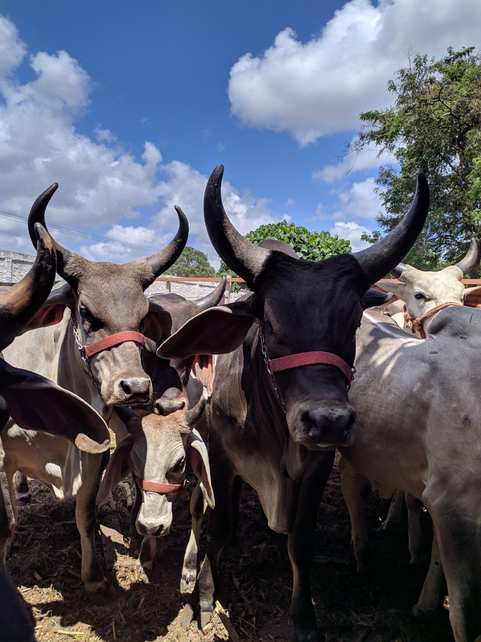 Febre aftosa: RN tenta imunizar mais de 90% dos bovinos e bubalinos para ficar livre de exigência de vacinação anual