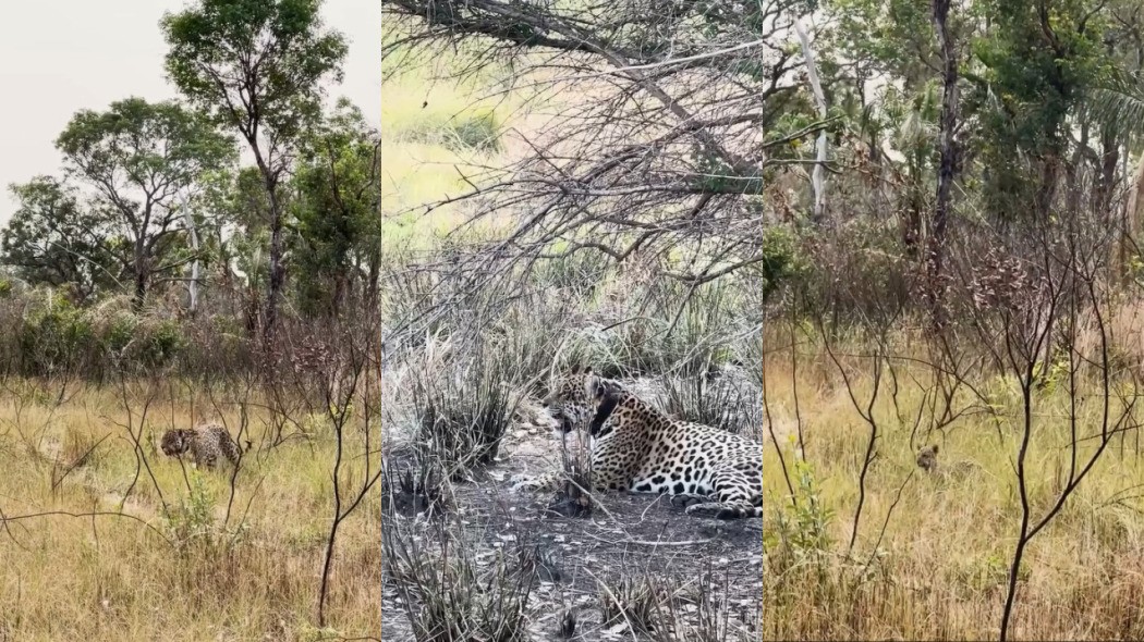 Onças-pintadas são vistas em 'momento de família' após sobreviverem ao fogo no Pantanal