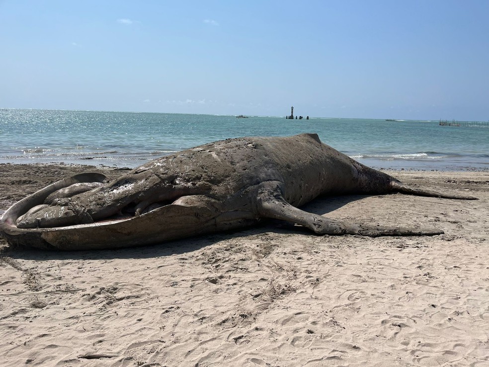 Baleia jubarte de quase 10 metros morre na Praia da Ponta Verde, em Maceió — Foto: Instituto Biota de Conservação