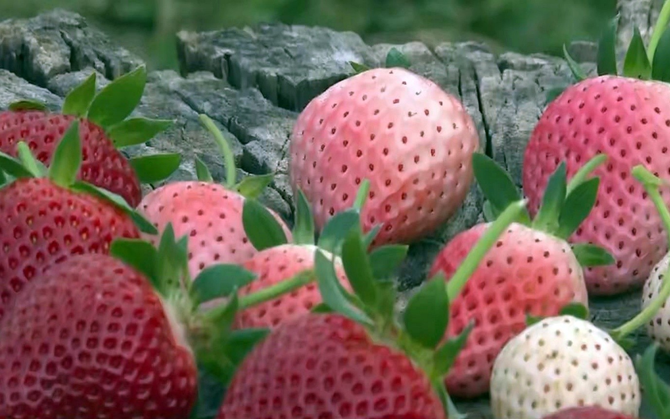 Agricultores do Sul de Minas apostam em morangos branco e rosa que são mais resistentes ao clima