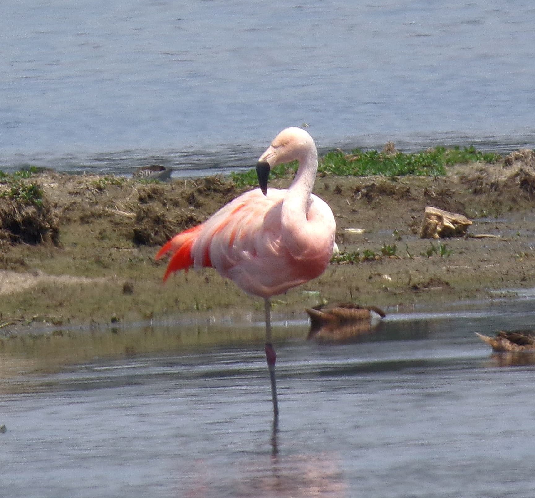 Flamingo-chileno é registrado pela primeira vez em Suzano, próximo ao Rio Tietê