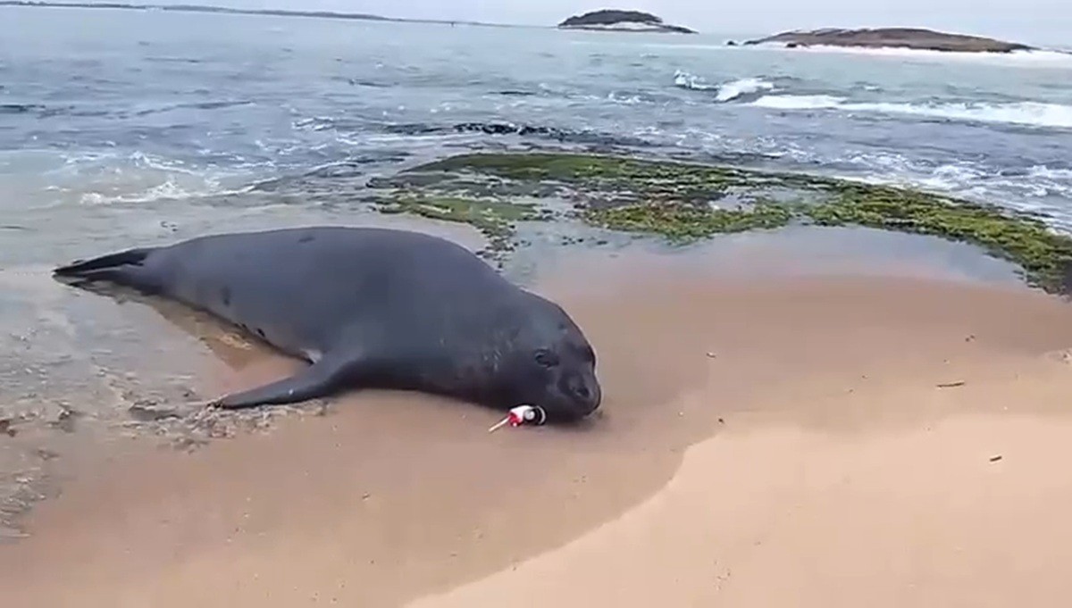 Elefante-marinho com anzol e boias presos mobiliza resgate em Macaé