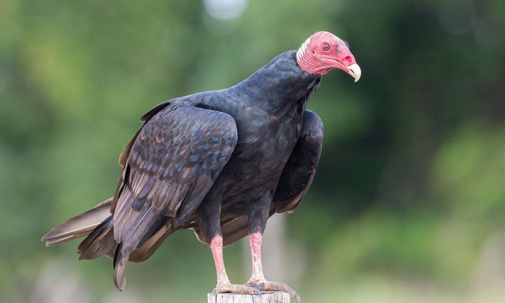 Mercúrio é encontrado em penas de urubu-de-cabeça-vermelha na Amazônia — Foto: Nailson de Andrade Neri Júnior