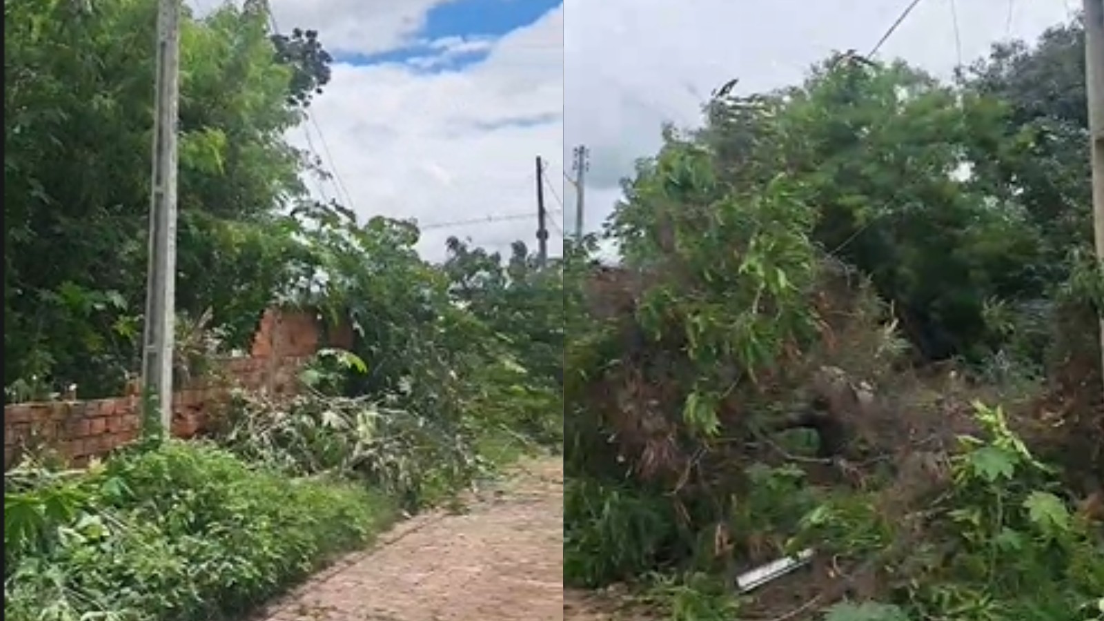 Casas ficam mais de 20 horas sem energia após queda de árvore em Teresina