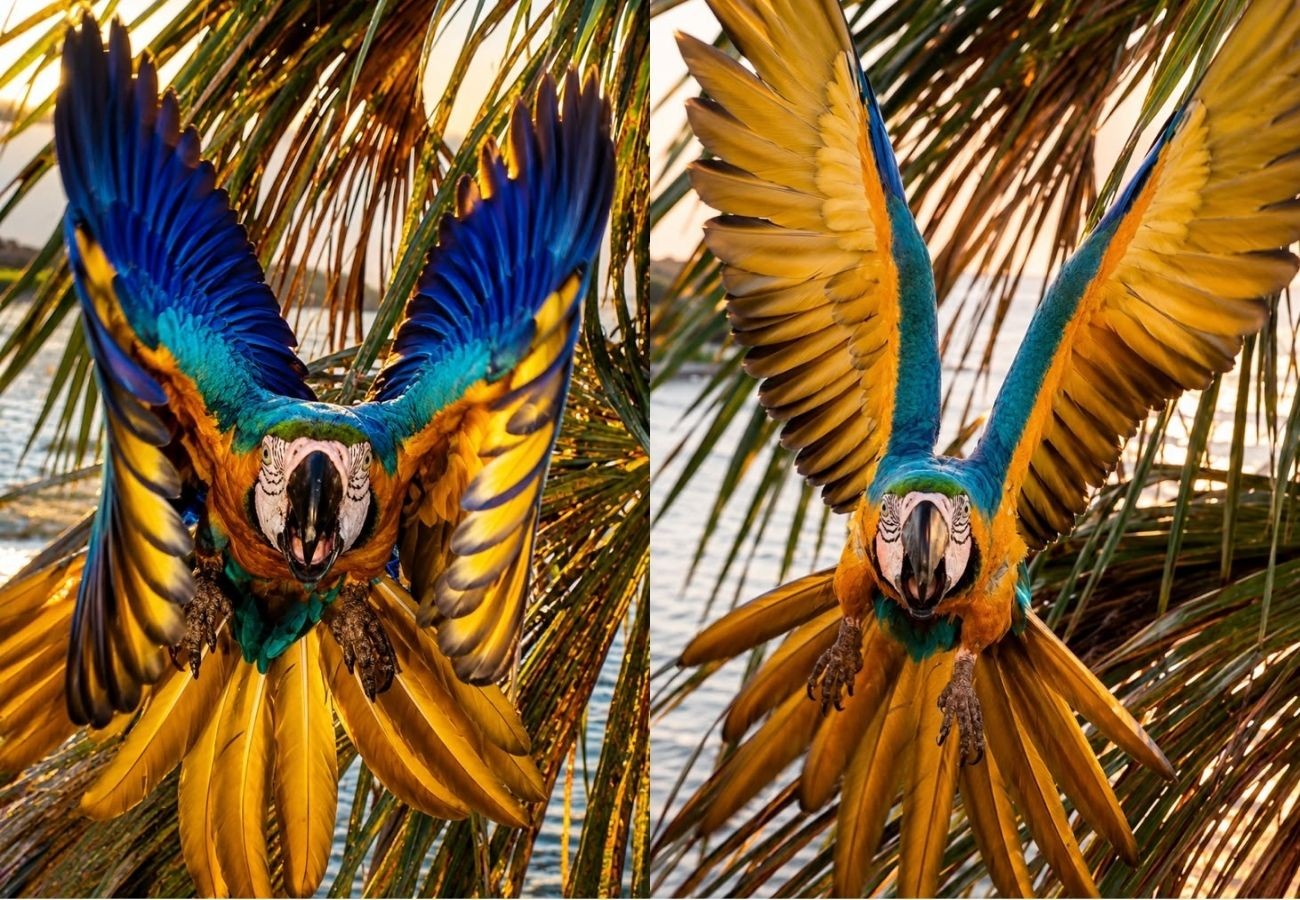 Arara-canindé é fotografada alçando voo majestoso para tentar 