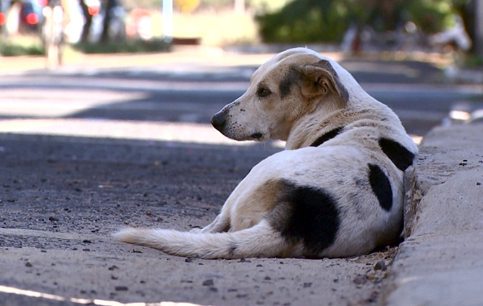 Adoção comunitária garante bem-estar de pets de rua