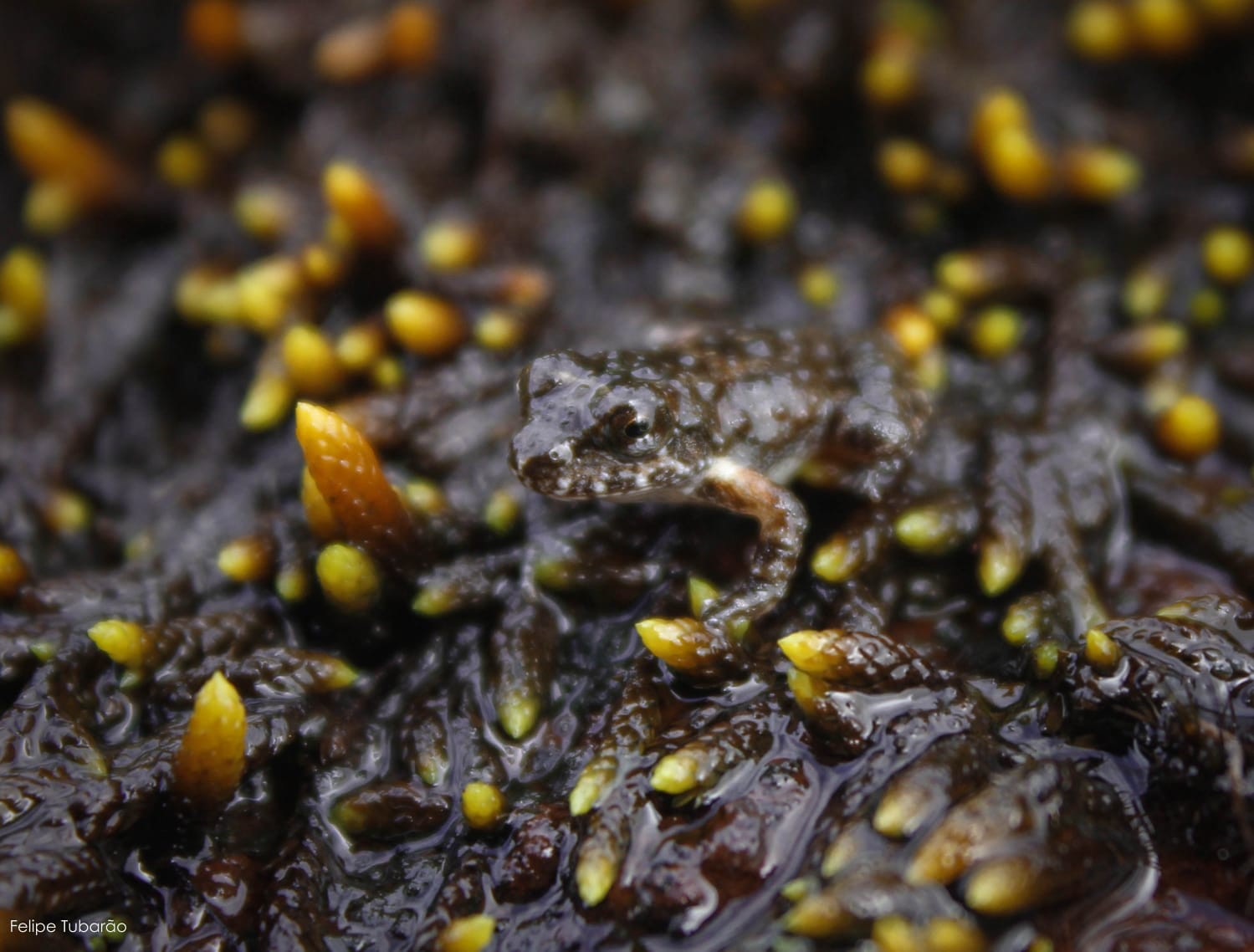 Anfíbio ameaçado de extinção é registrado pela primeira vez em unidade de conservação de Petrópolis