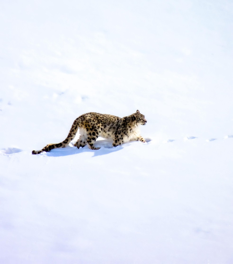 O leopardo-das-neves é considerado um dos felinos mais ariscos do mundo — Foto: Ailton Lara