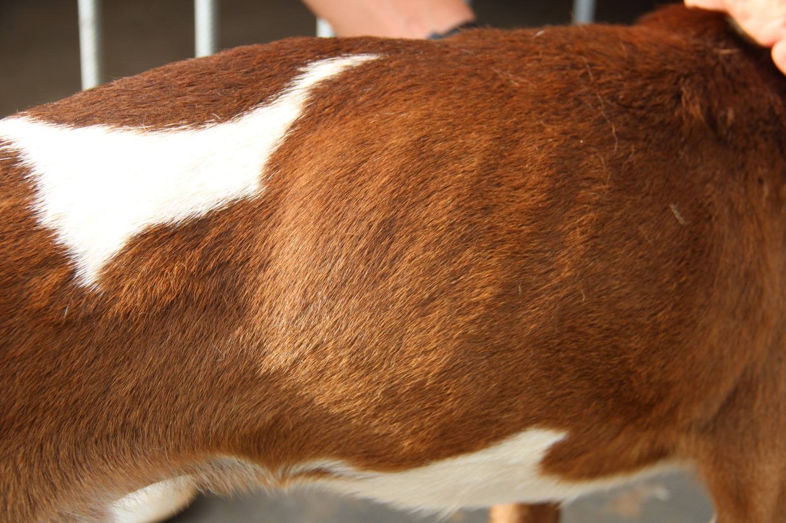 Cachorro cego é resgatado em situação de maus-tratos em Cerqueira César