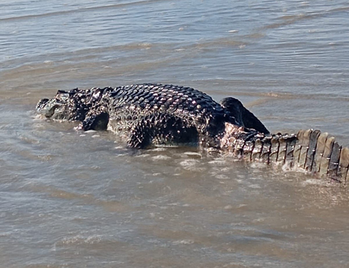 Jacaré é encontrado à beira-mar na praia de Genipabu, na Grande Natal