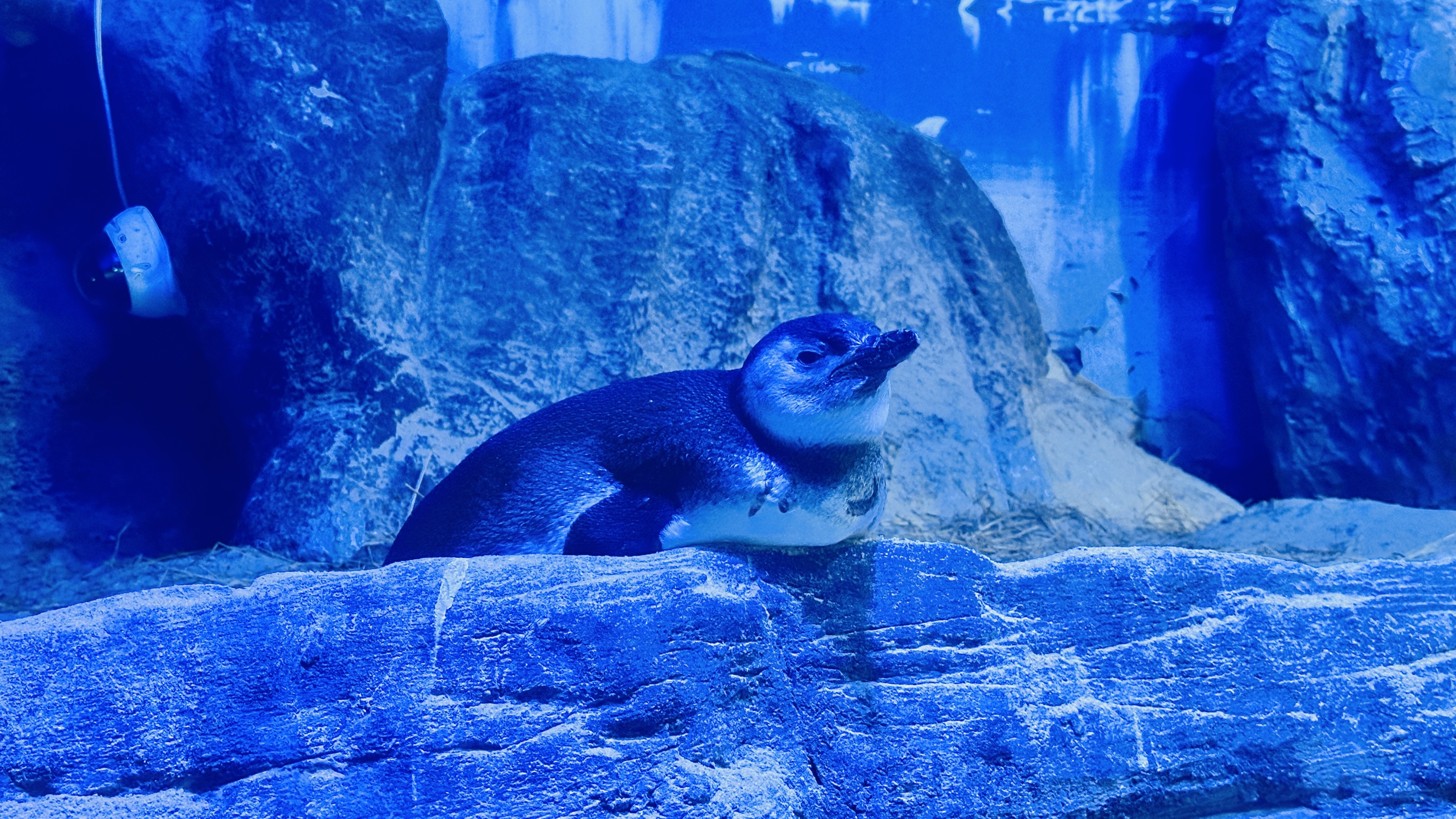 Chá revelação debaixo d'água divulga sexo do 1° pinguim nascido em aquário de Balneário Camboriú; VÍDEO