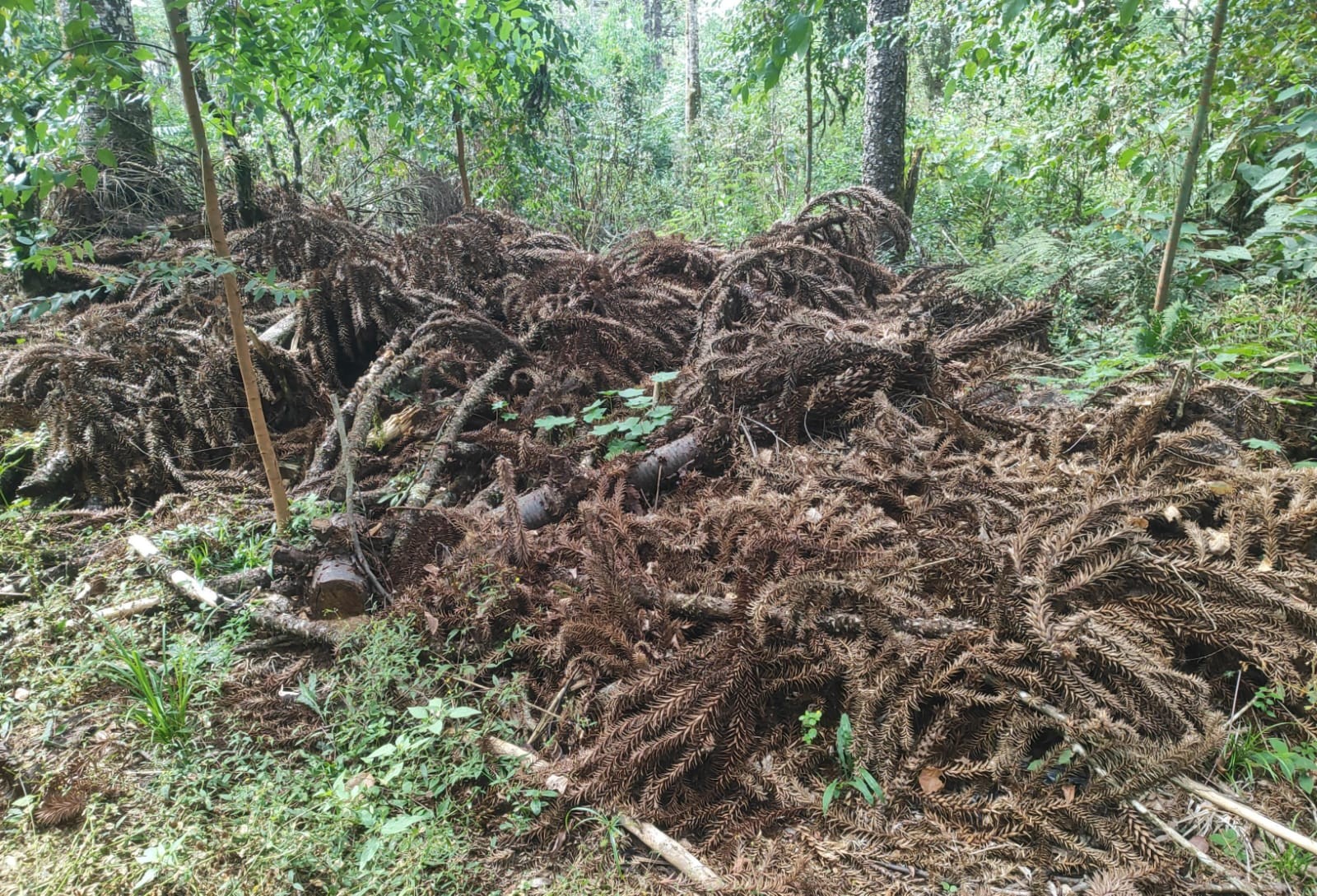 Corte de florestas sem autorização para ampliar lavouras rende multas a fazendeiros do Paraná; entenda as regras