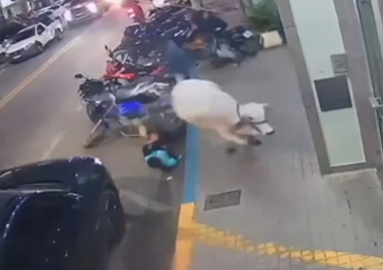 VÍDEO: menino é atingido por bezerra que fugiu durante desembarque para a Expo Cordeiro