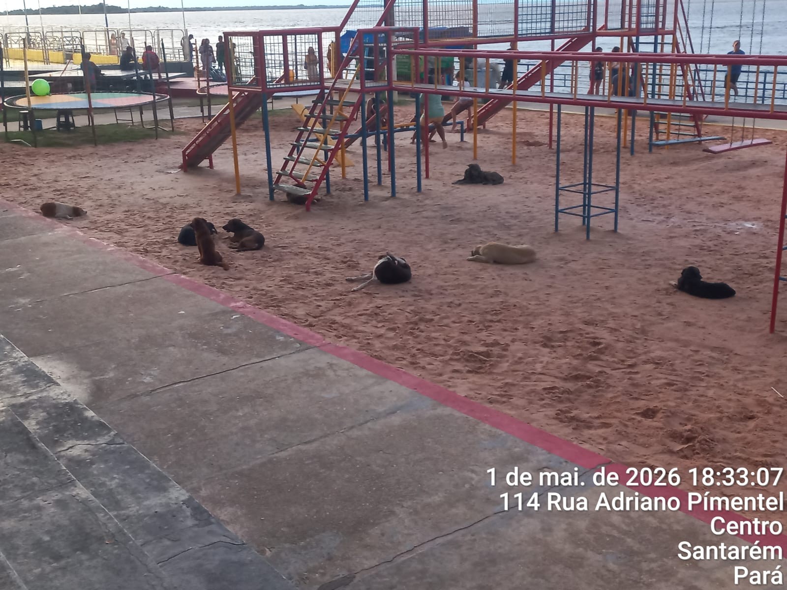 Cães abandonados invadem parquinho na orla de Santarém e preocupa famílias