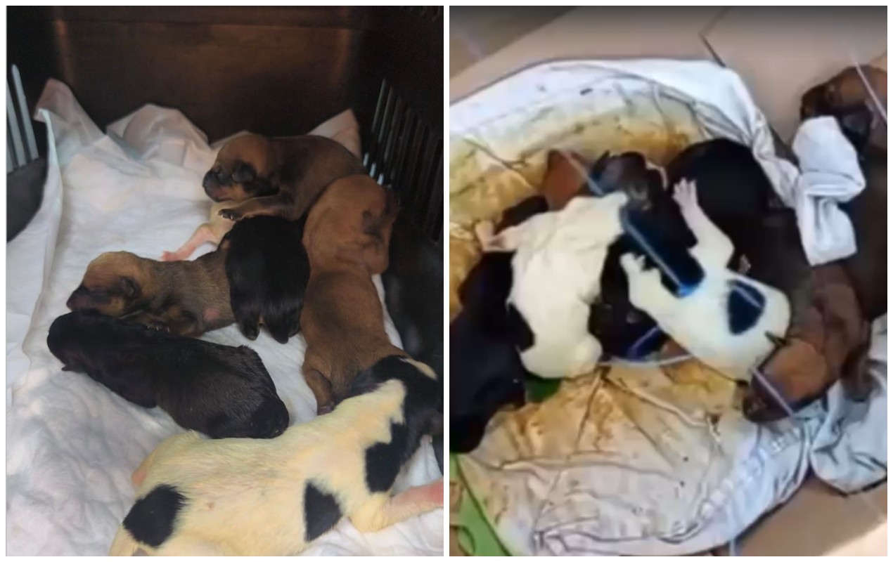 VÍDEO: cães recém-nascidos são resgatados de caixa deixada em mata de Cabreúva