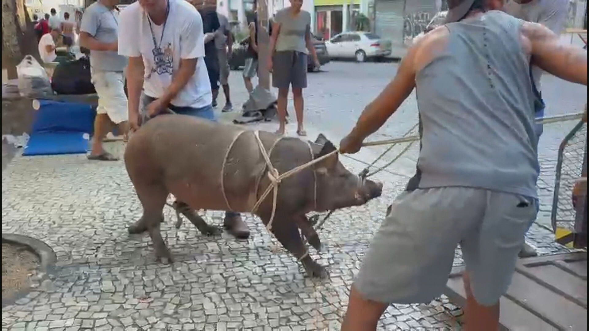 Porca é resgatada após tentar entrar na Catedral Metropolitana do Rio e interromper missa