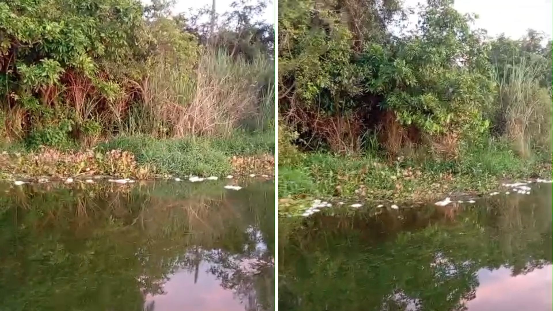 Cetesb investiga mortandade de peixes no Rio Batalha em Reginópolis; VÍDEO