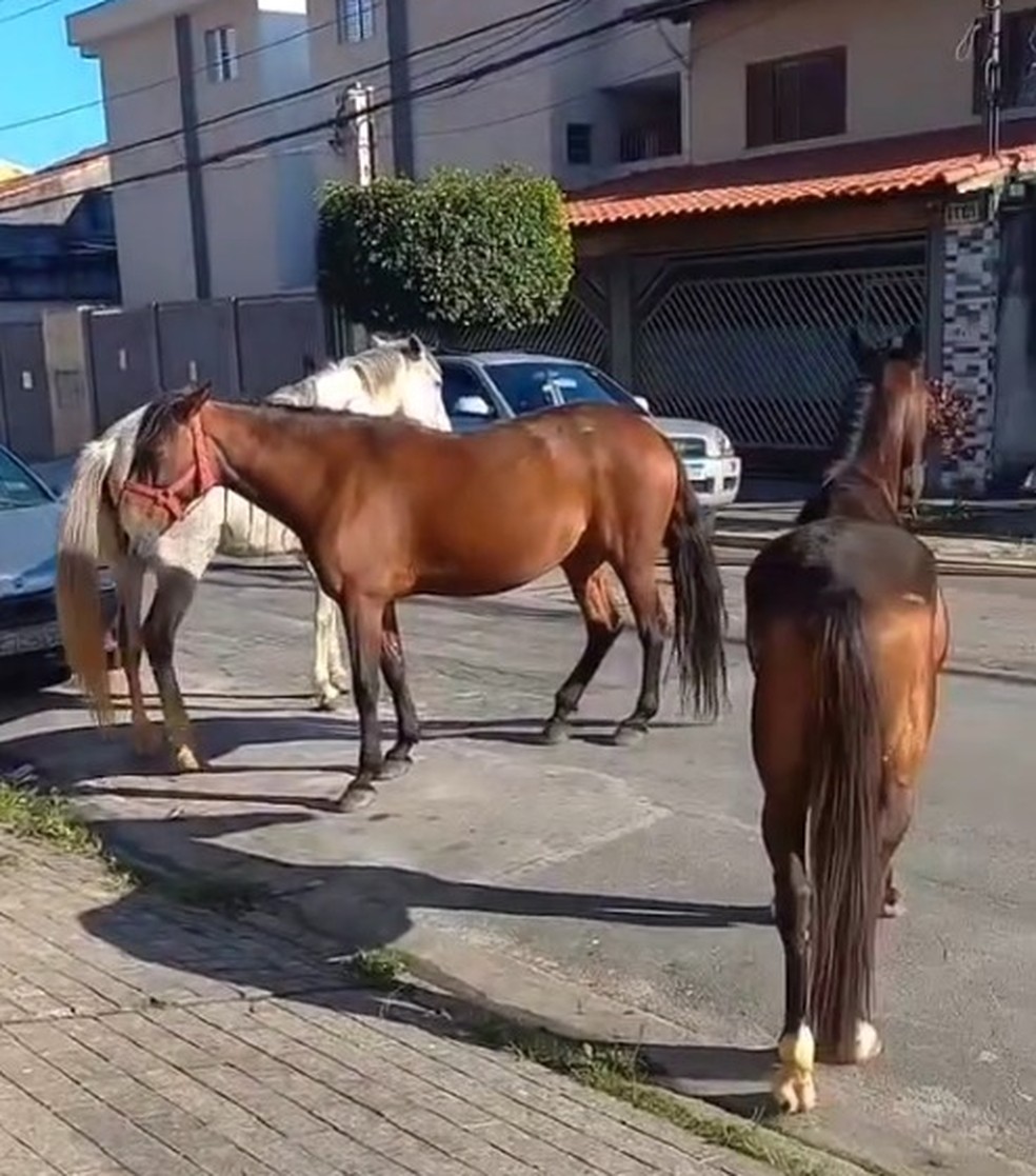 Cavalos soltos em rua no Jaraguá, SP — Foto: Reprodução/Portal Jaraguá