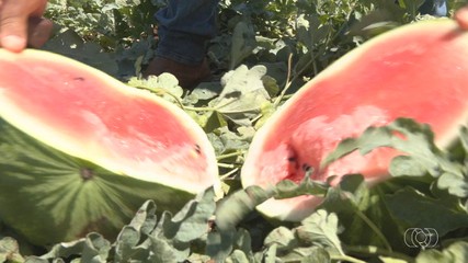 Planejamento e técnicas de cultivo garantem qualidade e doçura na produção de melancia