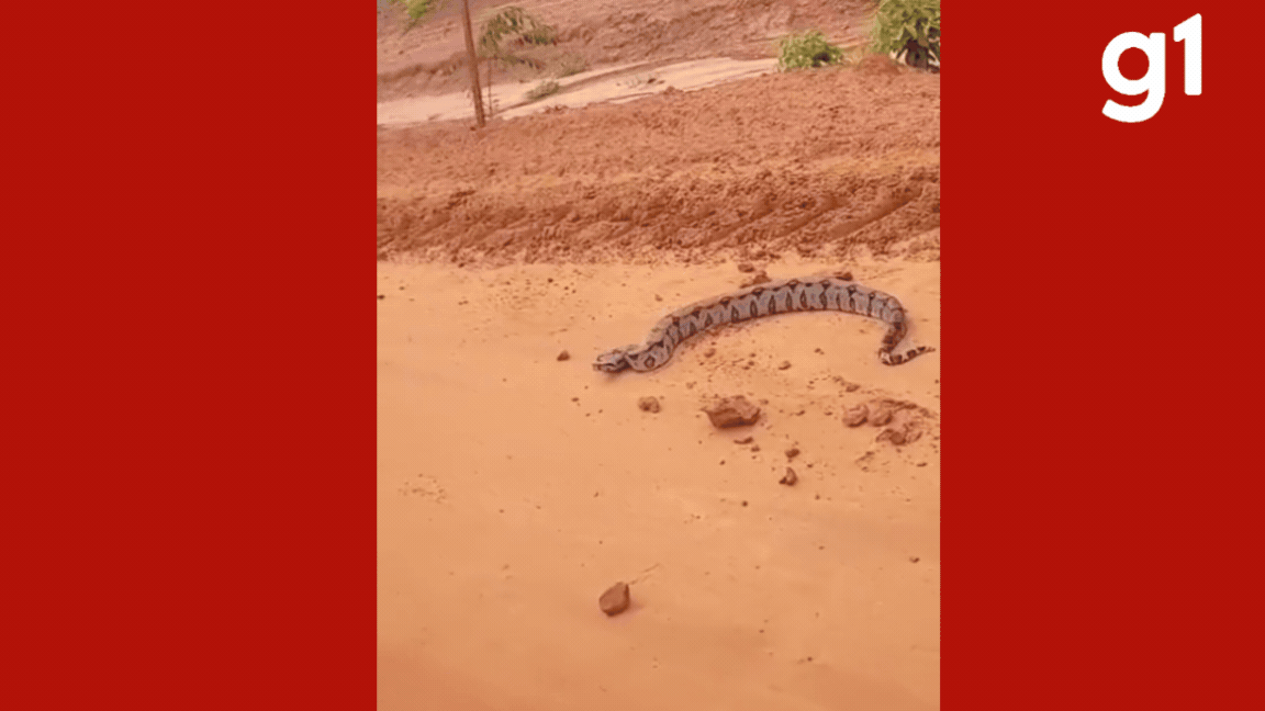 VÍDEO; jiboia dá bote contra carro e assusta técnica que parou para fotografar o animal em estrada de MT