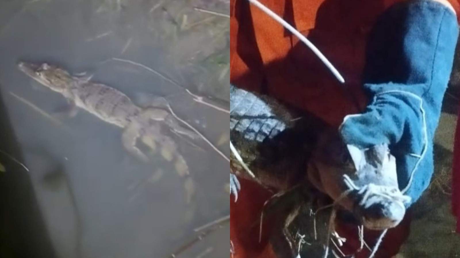 Jacaré é resgatado em córrego próximo a casas em Teresina; vídeo