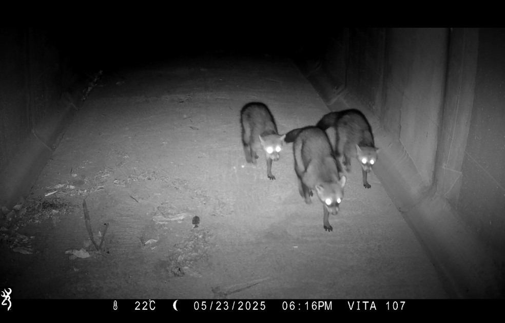 Animais em travessia por baixo do viaduto vegetado em Silva Jardim — Foto: Arteris Fluminense e Vitaneotropica