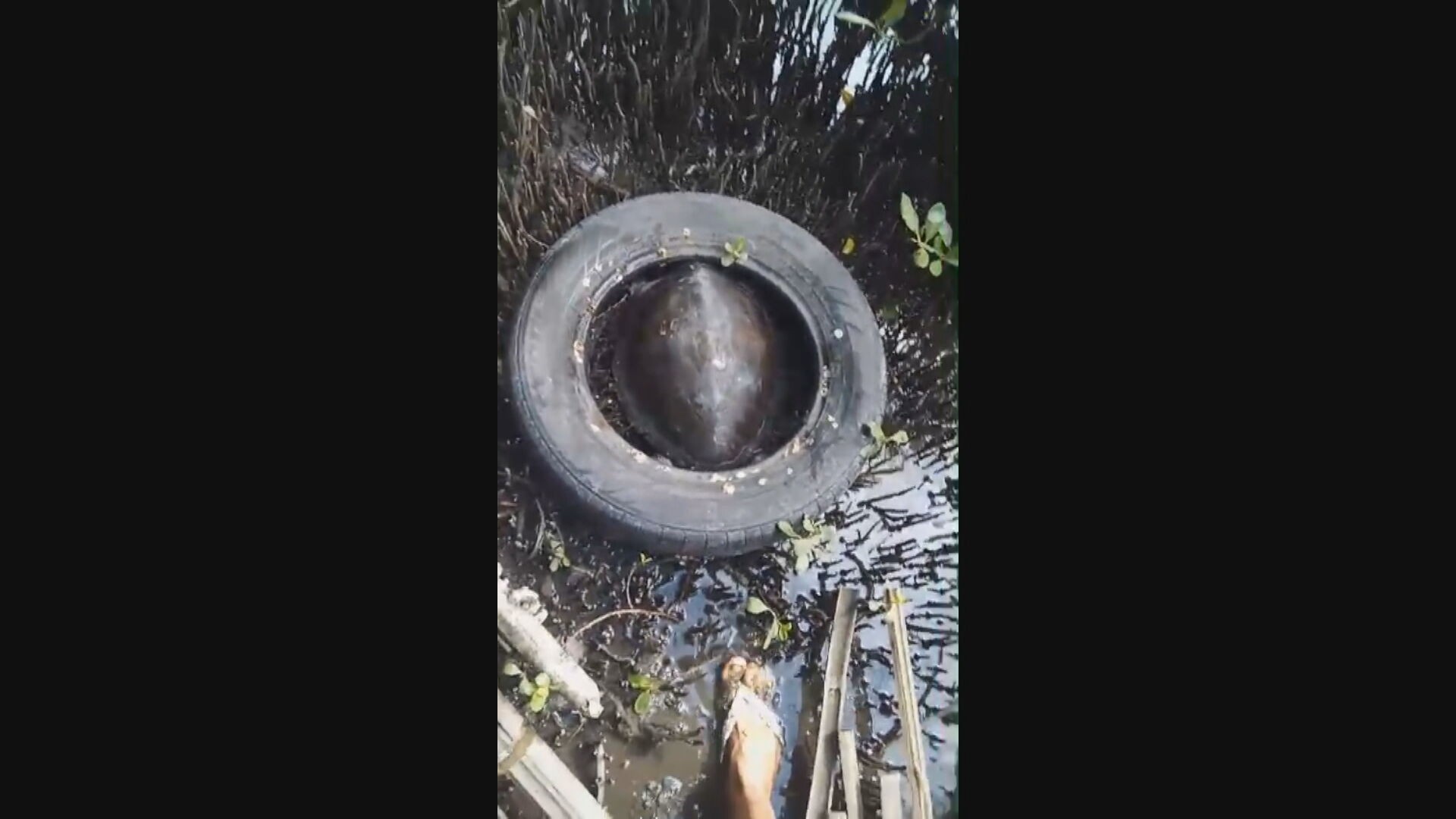 VÍDEO: pescador salva tartaruga presa em pneu na Baía de Guanabara