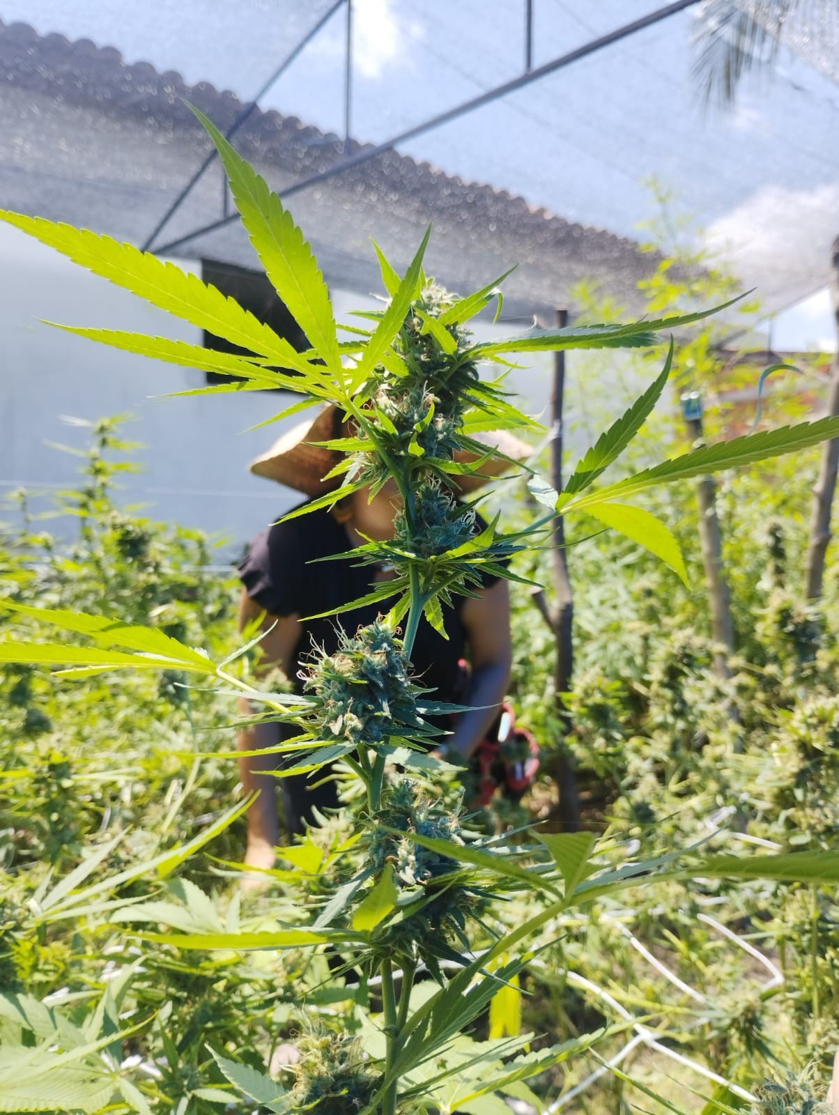Justiça autoriza associação paraibana a fornecer flor de cannabis para tratamentos medicinais 