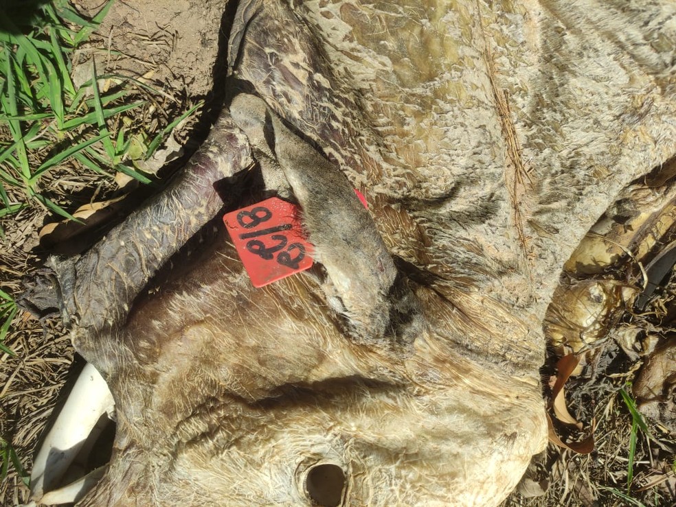 Sitiante é multado por morte e maus tratos a bovinos em Álvares Machado (SP) — Foto: Polícia Militar Ambiental