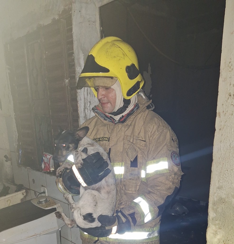 Cachorro salvo de incêndio — Foto: Corpo de Bombeiros/Divulgação