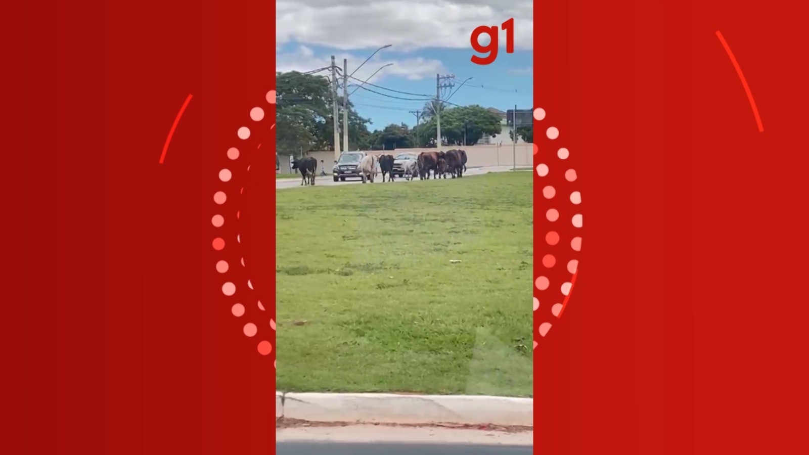 VÍDEO flagra vacas no meio da rua em bairro nobre de São José dos Campos