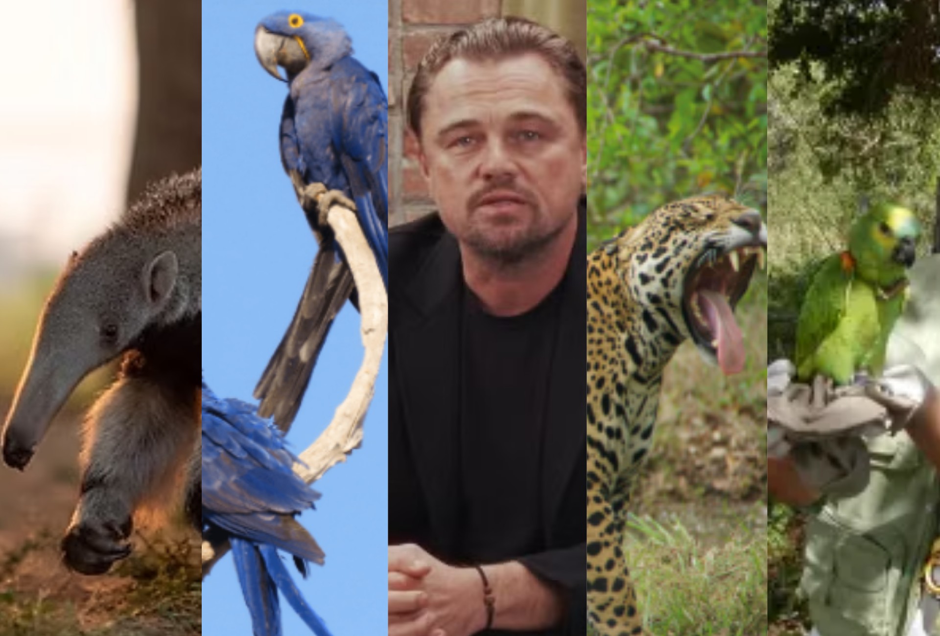 Leonardo DiCaprio veio ao Pantanal para conhecer projetos que protegem onças, araras e tamanduás