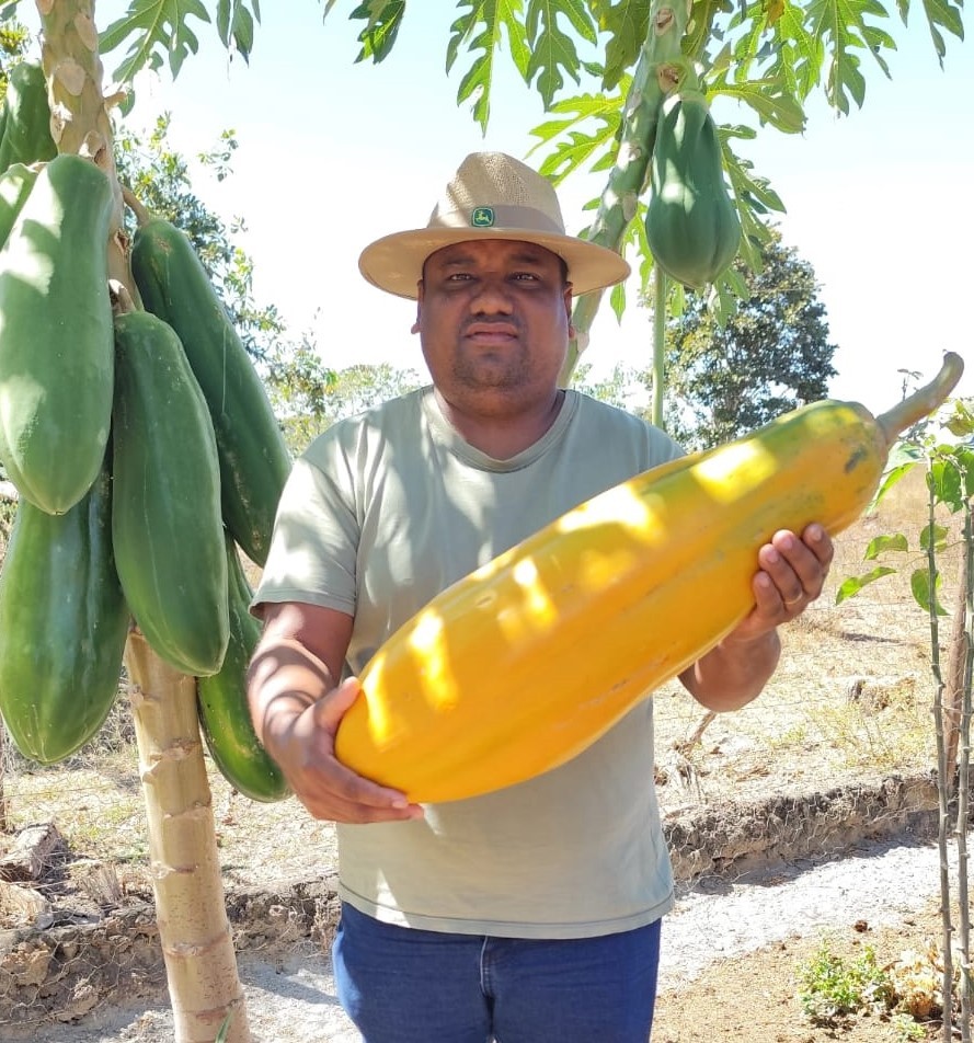 Dono de propriedade colhe mamão gigante de quase sete quilos no Tocantins: 'Acima da média'