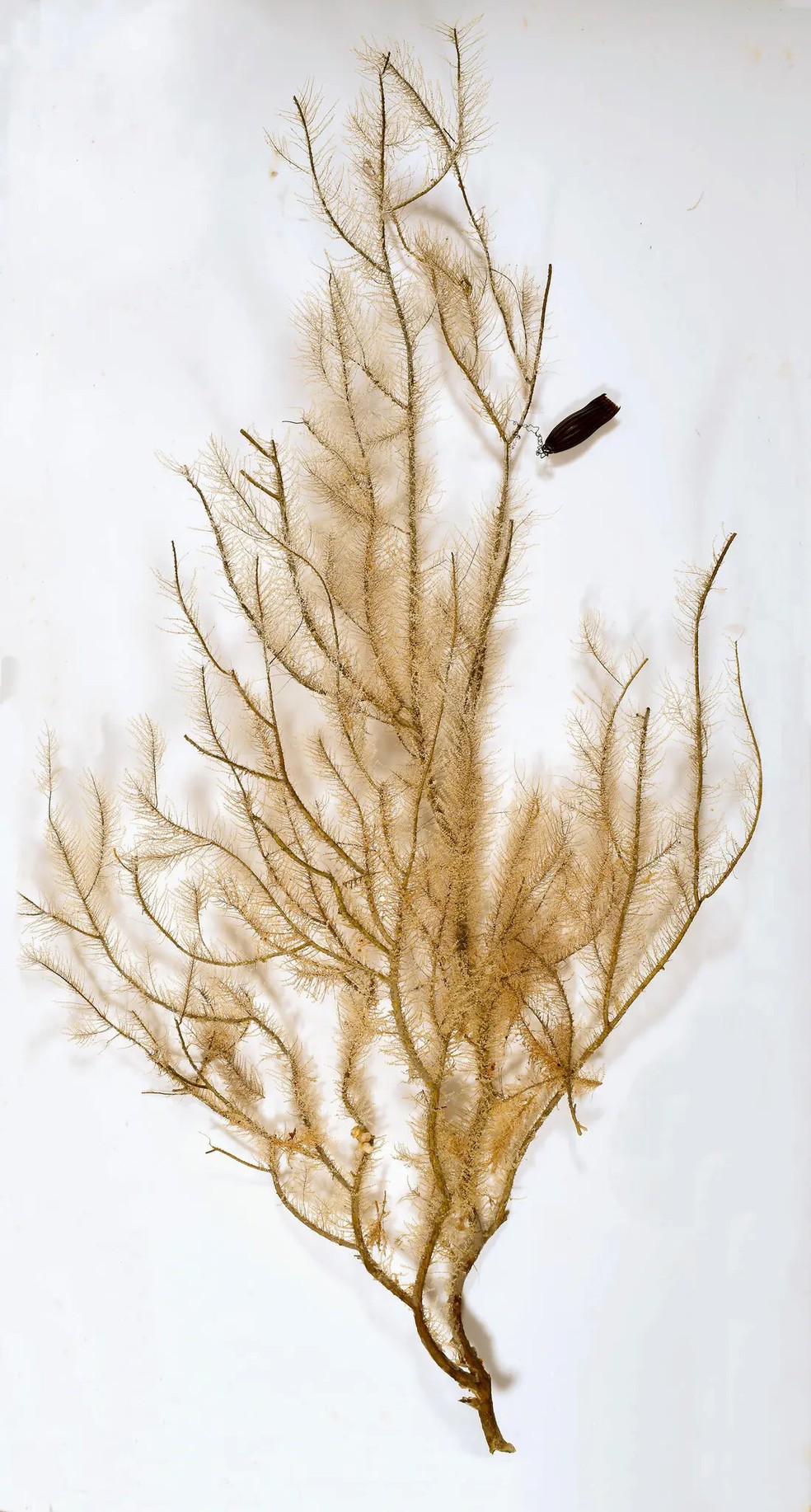 Cápsula do Apristurus ovicorrugatus acoplada em coral (no canto superior direito da imagem). — Foto: CSIRO Australian National Fish Collection