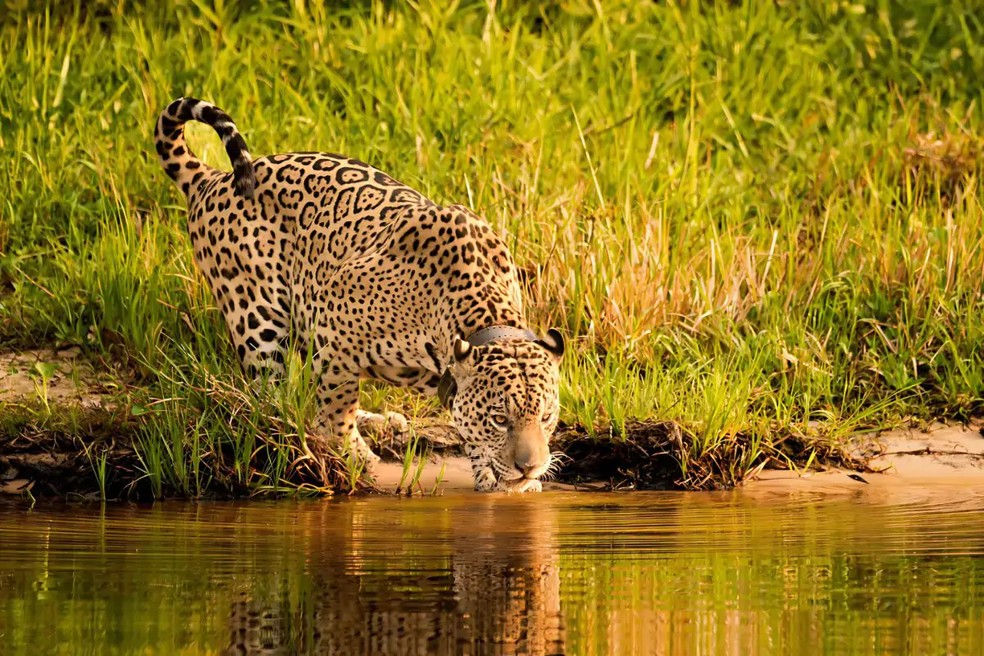 Onça ‘Ousado’ bebendo água — Foto: Ailton Lara