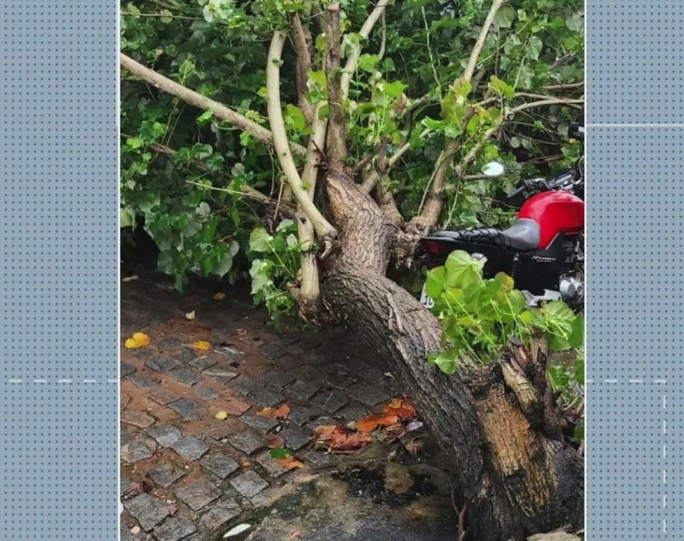 Árvore caiu na Rua da Mata, em Pipa — Foto: Reprodução/Redes Sociais
