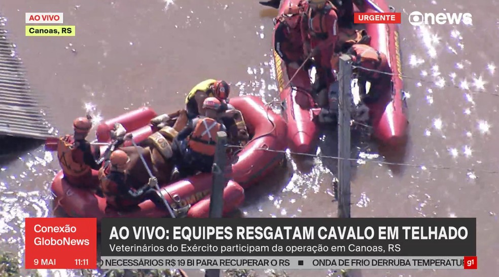 Cavalo Caramelo é resgatado no RS — Foto: Reprodução/ Globonews