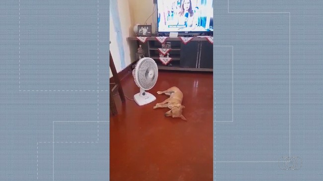 Cadelinha de Nazário ganha um ventilador para amenizar os dias quentes