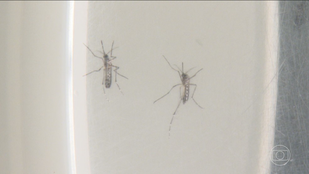 Ministério da Saúde alerta prefeitos e governadores para o aumento de casos de dengue e chikungunya — Foto: Jornal Nacional/ Reprodução