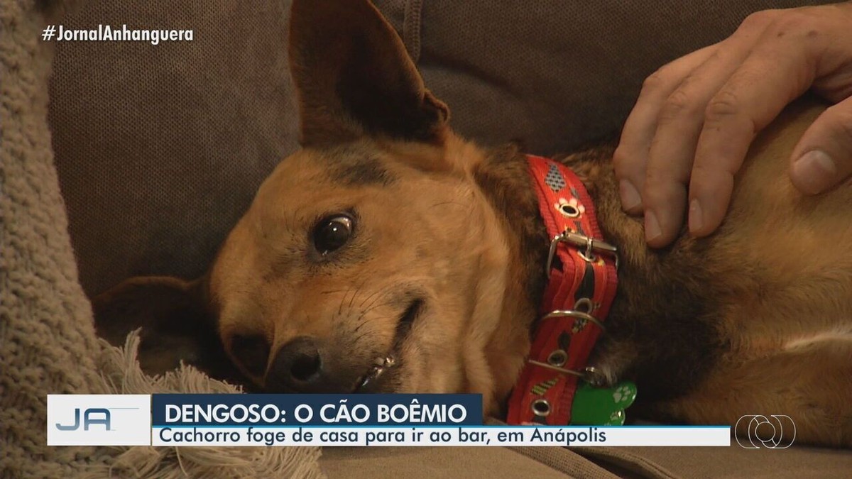 Dono do cãozinho Doze ganha ingresso para assistir jogo do Flamengo