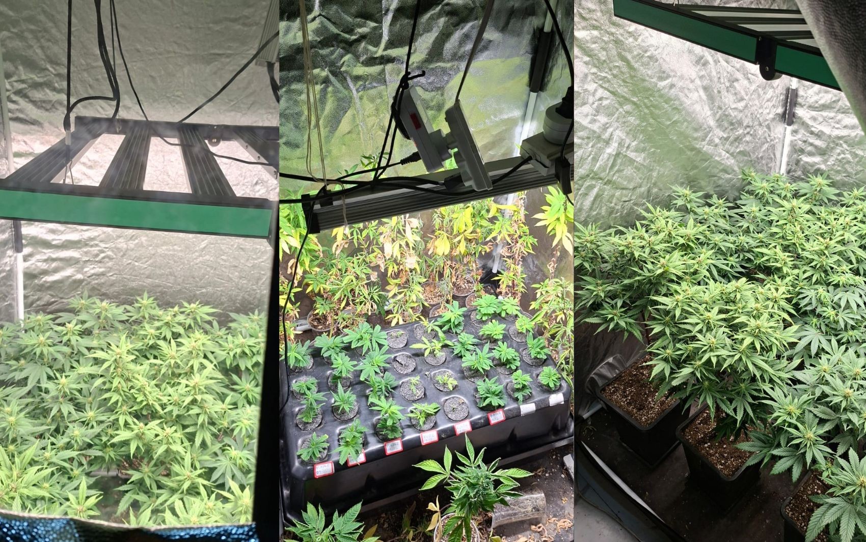 Três estufas com pés e mudas de maconha são encontradas dentro de apartamento em Salvador