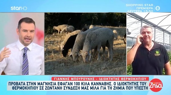 Proprietário de estufa de maconha invadida por ovelhas fala em entrevista à mídia grega — Foto: Reprodução/thenewspaper